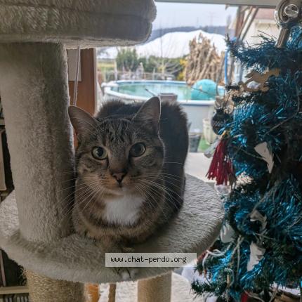 Photo 1/1 Minka Chat lost in Cazaux