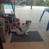 Picture of cat found at Sarzeau