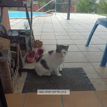 Photo 1/1 Found cat Found in Sarzeau