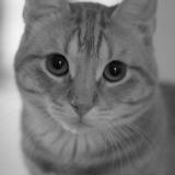 Picture of cat lost at Lessy