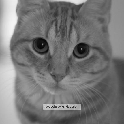 Photo 1/1 Yamcha Chat lost in Lessy