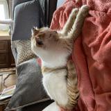 Picture of cat found at Corlay