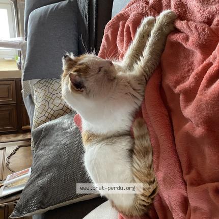 Photo 1/1 Found cat Found in Corlay