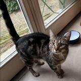 Picture of cat lost at Les Lilas