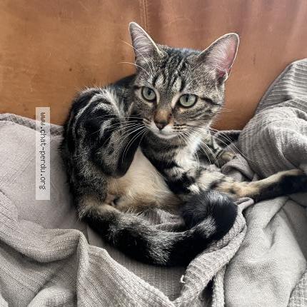 Photo 2/5 Pipistrella avant adoption Lila Chat lost in Les lilas