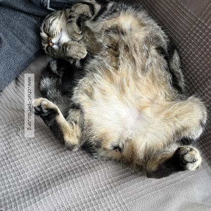 Photo 4/5 Pipistrella avant adoption Lila Chat lost in Les lilas