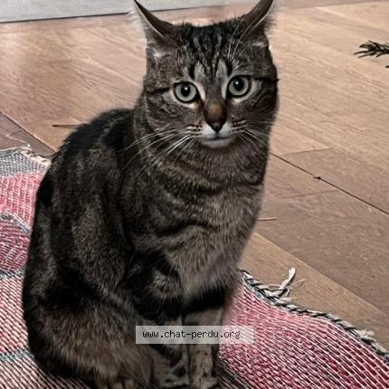 Photo 5/5 Pipistrella avant adoption Lila Chat lost in Les lilas