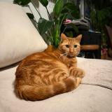 Picture of cat lost at Bruxelles