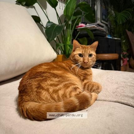Photo 1/1 Cat reunited Lost in Bruxelles