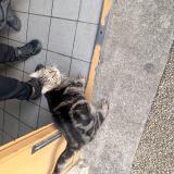 Picture of cat found at Orleans