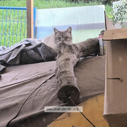 Photo 1/1 Found cat Found in Cenon