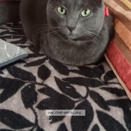 Photo 1/1 pepita Chat lost in Villers allerand