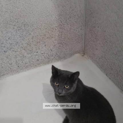 Foto van vermiste kat in Thuin