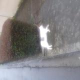 Picture of cat found at Quedillac