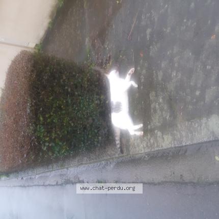 Photo 1/1 Found cat Found in Quedillac