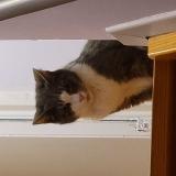 Picture of cat lost at Kraainem