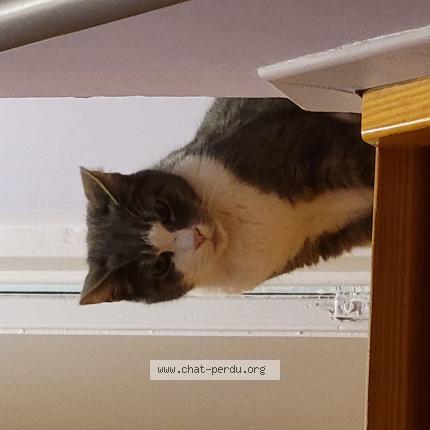 Photo 1/1 Poema Chat lost in Kraainem