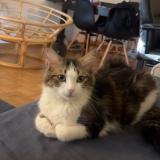 Picture of cat lost at Grolley