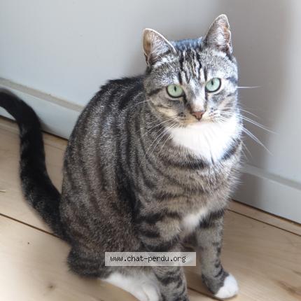 Foto van vermiste kat in Bruxelles
