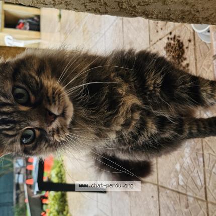 Photo 1/1 Found cat Found in Canet