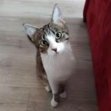 Picture of cat lost at Paris