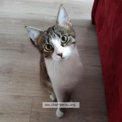 Photo 1/1 yankee Chat lost in Paris