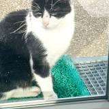 Picture of cat found at Perrigny Les Dijon