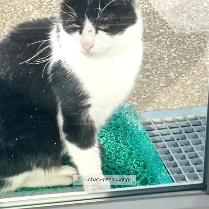 Photo 1/1 Found cat Found in Perrigny les dijon