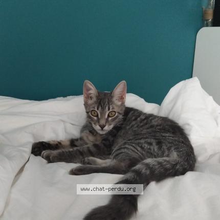 Photo 1/1 Bloom Chat lost in La murette