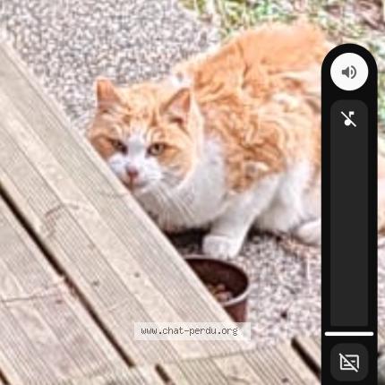 Photo 1/1 Found cat Found in Toulouse