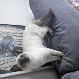 Picture of cat lost at Toulouse