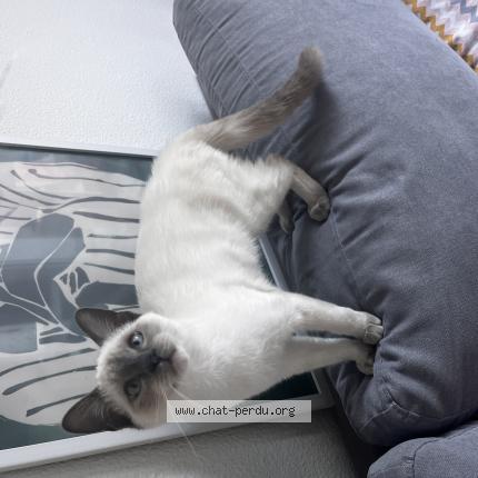 Photo 1/1 Booba Chat lost in Toulouse