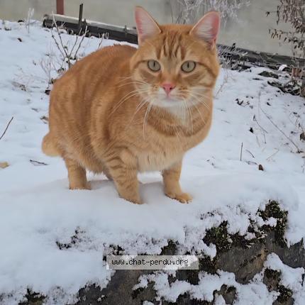 Photo 1/1 Ziggy Chat lost in Bonnecourt