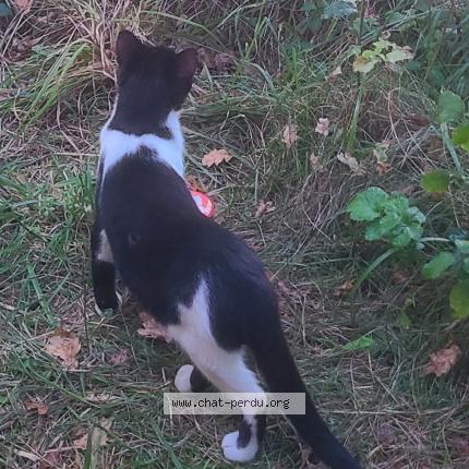 Photo 1/1 P'tit Loup Chat lost in Momeres