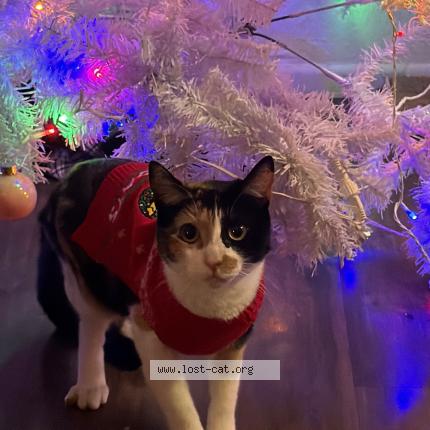 Photo 1/1 Red Bull Chat lost in Peoria