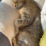 Picture of cat lost at Richardais