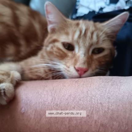 Photo 1/1 Simbouche Chat lost in Martinet