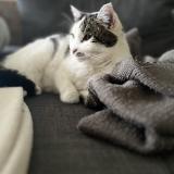 Picture of cat lost at Tourlaville