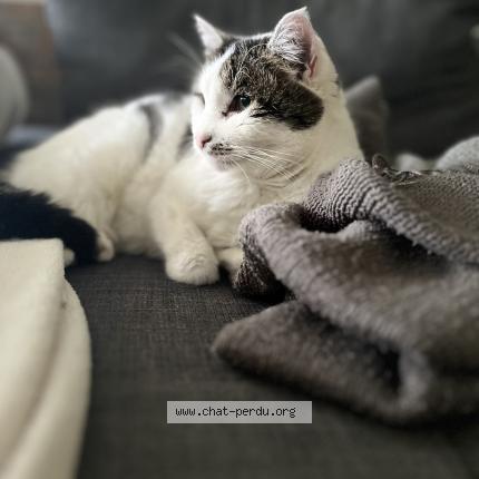 Photo 1/1 Mimie Chat lost in Tourlaville