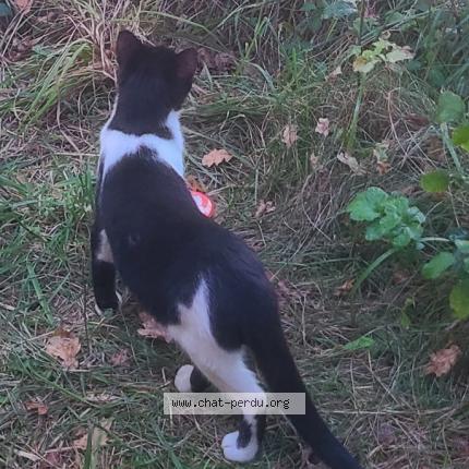 Photo 1/1 ptilou Chat lost in Momeres