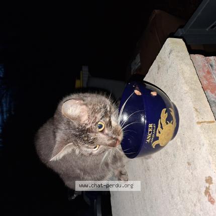 Photo 1/1 Found cat Found in Pontigne