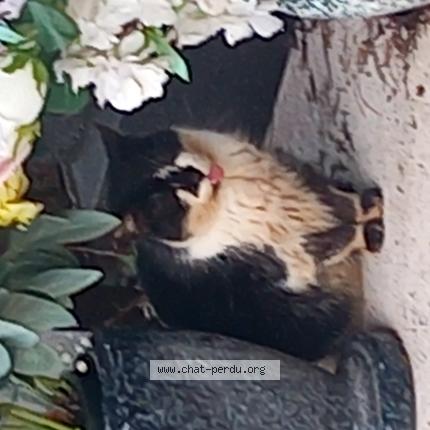 Photo 1/1 Found cat Found in Lyon 3e arrondissement 69003