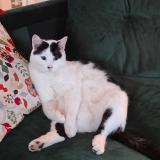 Picture of cat lost at Strasbourg