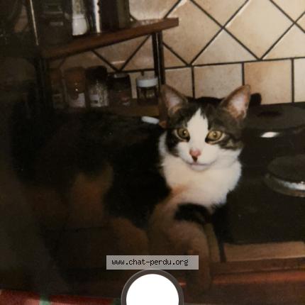 Photo 1/1 King Chat lost in Ecommoy