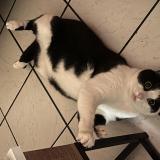 Picture of cat lost at Rouen