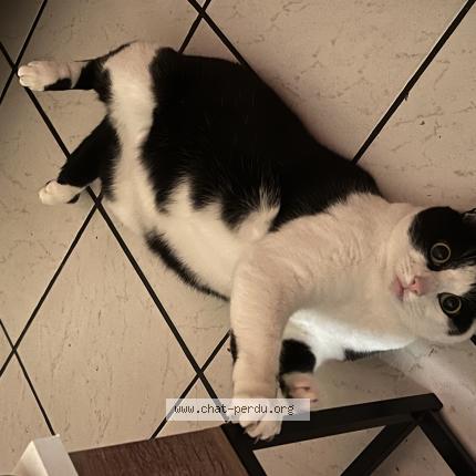 Photo 1/1 Marcel Chat lost in Rouen