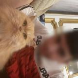 Picture of cat lost at Nice