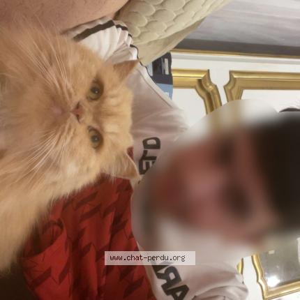 Photo 1/1 Flèche Chat lost in Nice