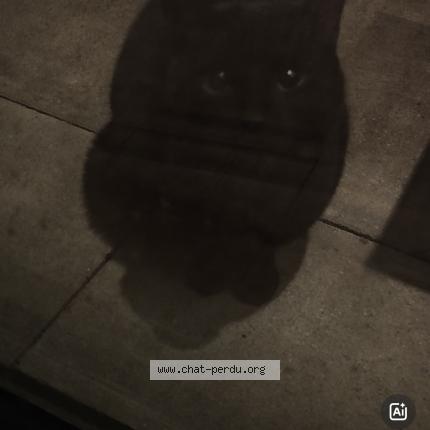 Photo 1/1 Found cat Found in Bruxelles