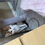 Picture of cat found at Limeil Brevannes